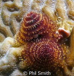 Christmas Tree Worm...Utila by Phil Smith 
